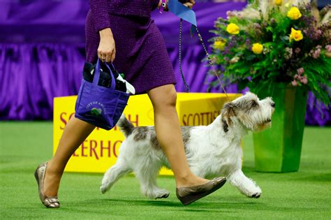 canadian dog show results.